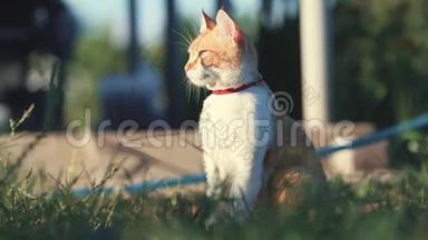 可爱有趣的<strong>红白</strong>猫在<strong>红</strong>领放松在<strong>绿</strong>草的夏天花园。 日落，多利射中